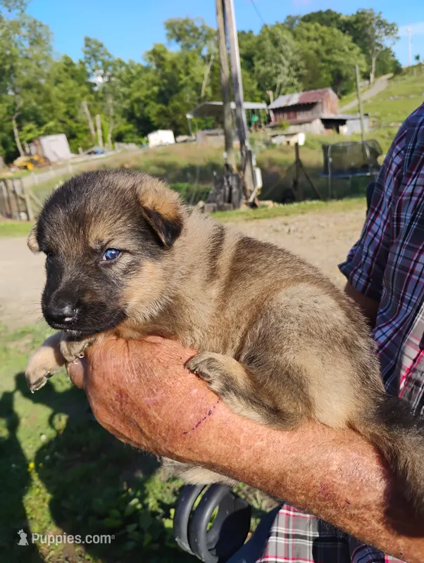 Red collar  – German Shepherd Dog puppy for sale in Cleveland, VA