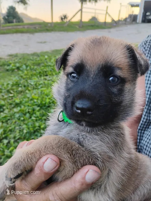 Green collar – German Shepherd Dog puppy for sale in Cleveland, VA