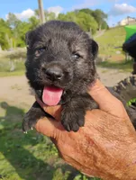 Blue collar , a male German Shepherd Dog for sale in Cleveland, VA – 2 of 9