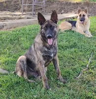 Teal collar, a male German Shepherd Dog for sale in Cleveland, VA – 10 of 10