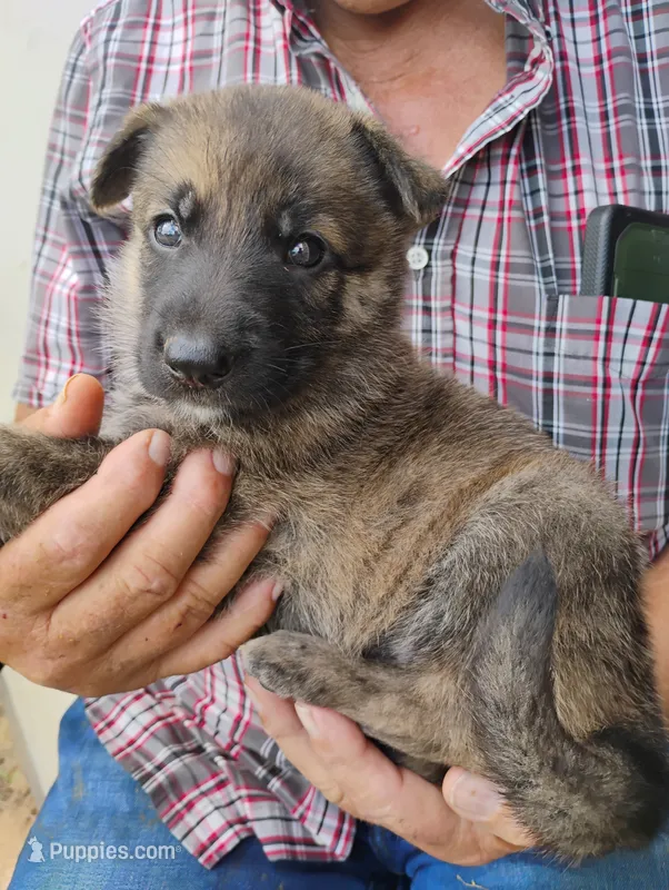 Black collar – German Shepherd Dog puppy for sale in Cleveland, VA