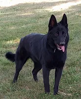 Off white collar , a male German Shepherd Dog for sale in Cleveland, VA – 8 of 8