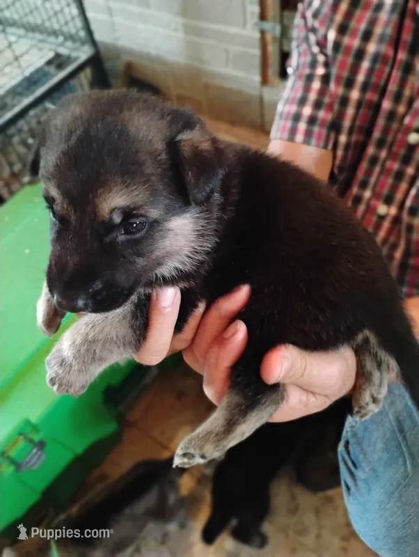 Dark blue – German Shepherd Dog puppy for sale in Cleveland, VA