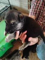 Dark blue, a male German Shepherd Dog for sale in Cleveland, VA – 1 of 10
