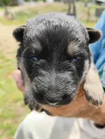Apricot collar, a female German Shepherd Dog for sale in Cleveland, VA – 6 of 10