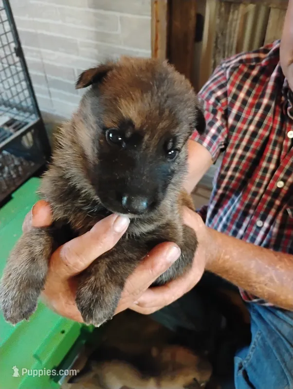 Black collar – German Shepherd Dog puppy for sale in Cleveland, VA
