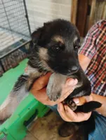 Bright orange collar , a male German Shepherd Dog for sale in Cleveland, VA – 2 of 10