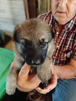 Copper collar , a female German Shepherd Dog for sale in Cleveland, VA – 5 of 10