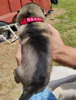 Red collar , a male German Shepherd Dog for sale in Cleveland, VA – 4 of 10