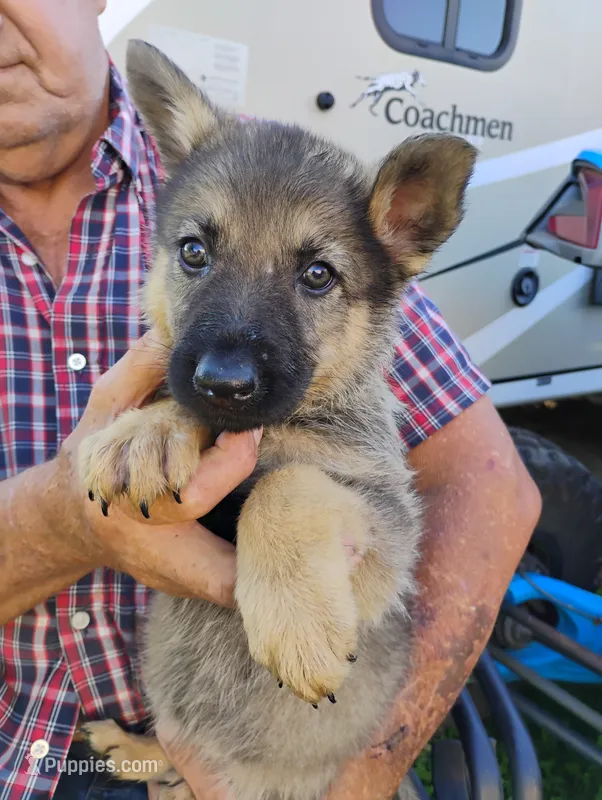 Purple collar – German Shepherd Dog puppy for sale in Cleveland, VA