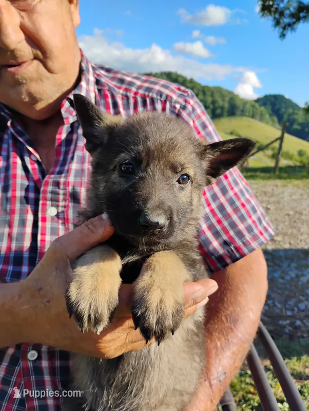 Lite purple collar – German Shepherd Dog puppy for sale in Cleveland, VA