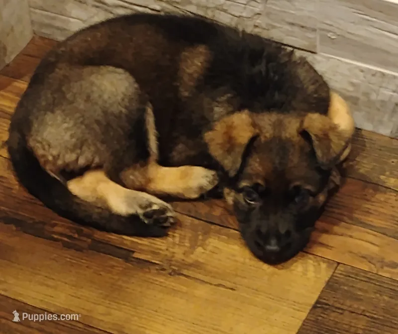 Silver collar – German Shepherd Dog puppy on hold in Cleveland, VA