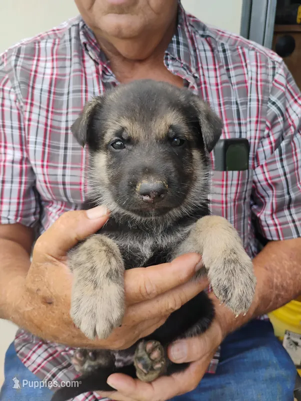 Dark blue – German Shepherd Dog puppy for sale in Cleveland, VA