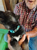 Sky blue, a male German Shepherd Dog for sale in Cleveland, VA – 5 of 10