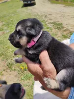 Lite pink, a female German Shepherd Dog for sale in Cleveland, VA – 5 of 10
