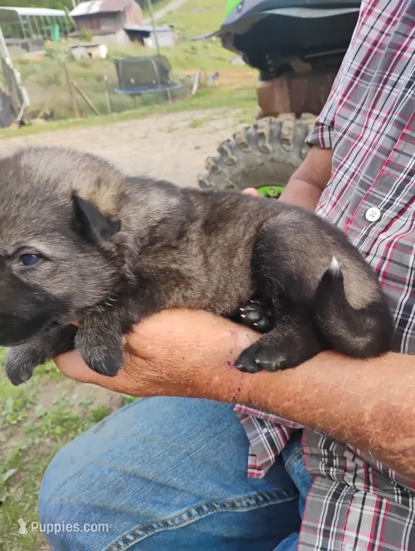 Silver collar – German Shepherd Dog puppy for sale in Cleveland, VA