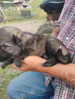Silver collar, a male German Shepherd Dog for sale in Cleveland, VA – 1 of 10