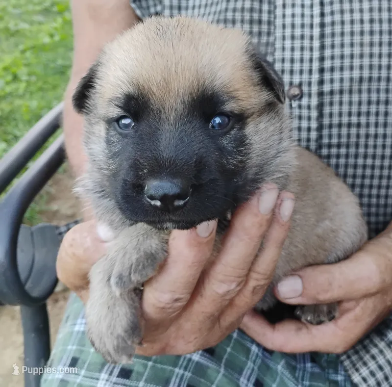 Green collar – German Shepherd Dog puppy for sale in Cleveland, VA