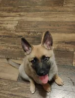 Green collar, a female German Shepherd Dog for sale in Cleveland, VA – 5 of 10