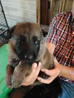 Grass green collar , a male German Shepherd Dog for sale in Cleveland, VA – 6 of 10