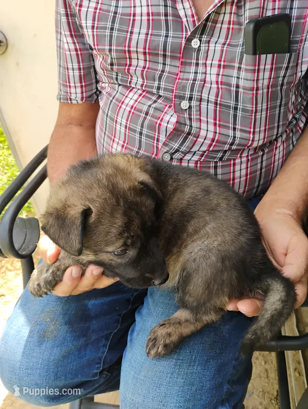 Yellow collar – German Shepherd Dog puppy for sale in Cleveland, VA