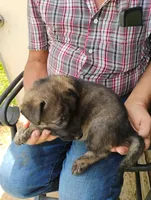 Yellow collar, a female German Shepherd Dog for sale in Cleveland, VA – 1 of 9