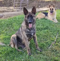Sky blue, a male German Shepherd Dog for sale in Cleveland, VA – 9 of 10