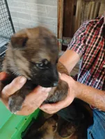 Black collar, a male German Shepherd Dog for sale in Cleveland, VA – 4 of 10