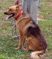 Apricot collar, a female German Shepherd Dog for sale in Cleveland, VA – 9 of 10