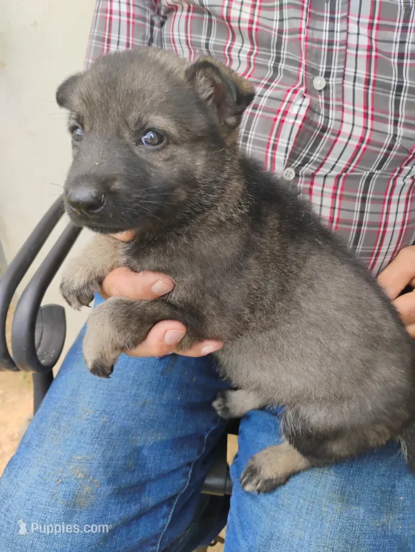 Pink collar – German Shepherd Dog puppy for sale in Cleveland, VA
