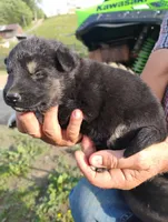 Off white collar , a male German Shepherd Dog for sale in Cleveland, VA – 3 of 8