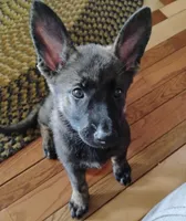 Yellow collar, a female German Shepherd Dog for sale in Cleveland, VA – 1 of 10