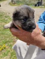 Purple collar, a female German Shepherd Dog for sale in Cleveland, VA – 5 of 10