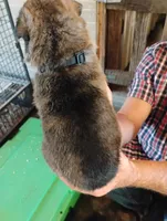 Black collar, a male German Shepherd Dog for sale in Cleveland, VA – 6 of 10