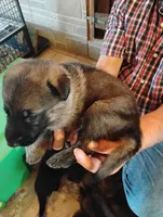 Grass green collar , a male German Shepherd Dog for sale in Cleveland, VA – 4 of 10