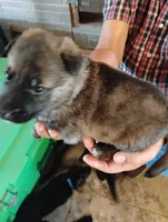 Black collar, a male German Shepherd Dog for sale in Cleveland, VA – 5 of 10