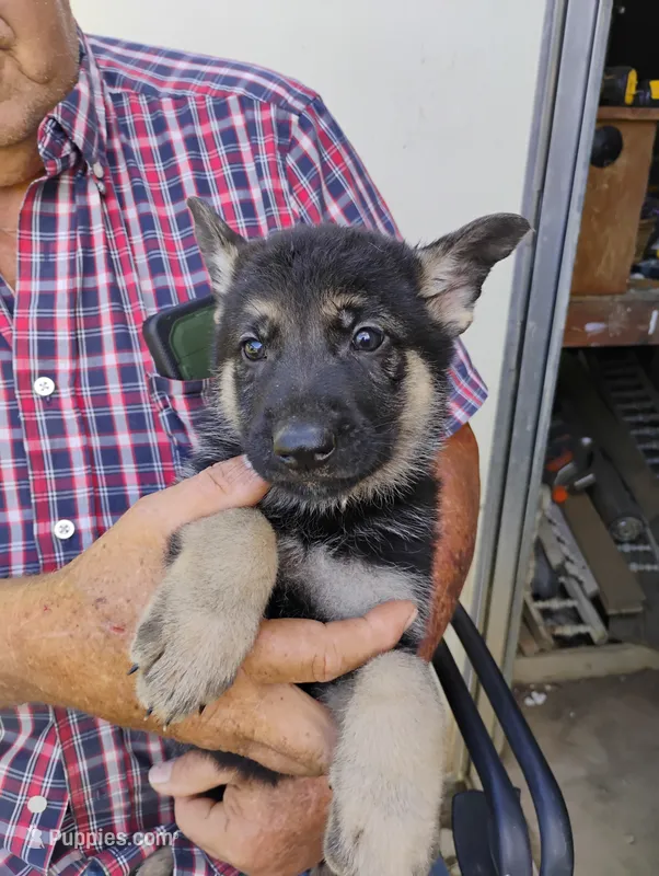 Bright orange collar  – German Shepherd Dog puppy for sale in Cleveland, VA