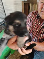 Bright orange collar , a male German Shepherd Dog for sale in Cleveland, VA – 10 of 10
