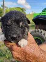 Off white collar , a male German Shepherd Dog for sale in Cleveland, VA – 4 of 8