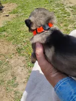 Orange collar, a male German Shepherd Dog for sale in Cleveland, VA – 6 of 10