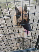Green collar, a female German Shepherd Dog for sale in Cleveland, VA – 7 of 8