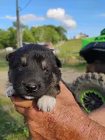 Off white collar , a male German Shepherd Dog for sale in Cleveland, VA – 2 of 8