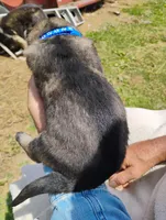 Violet blue, a male German Shepherd Dog for sale in Cleveland, VA – 6 of 10