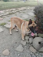Green collar, a female German Shepherd Dog for sale in Cleveland, VA – 5 of 8