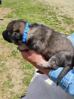 Violet blue, a male German Shepherd Dog for sale in Cleveland, VA – 1 of 10