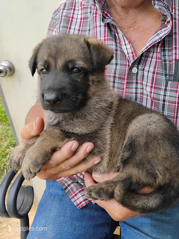 Grass green collar  – German Shepherd Dog puppy for sale in Cleveland, VA