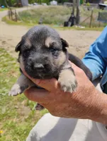 Lite pink, a female German Shepherd Dog for sale in Cleveland, VA – 4 of 10