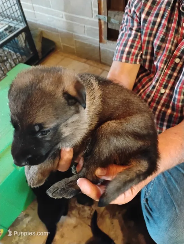 Grass green collar  – German Shepherd Dog puppy for sale in Cleveland, VA