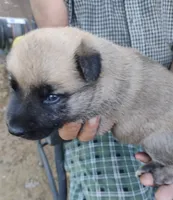 Green collar, a female German Shepherd Dog for sale in Cleveland, VA – 4 of 8