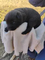 Hunter green collar, a male German Shepherd Dog for sale in Cleveland, VA – Photo 5 of 7
